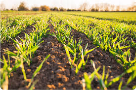 5 Ways to Use Open Data in Agriculture