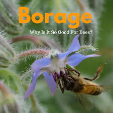 Bees have a special way of seeing the world that gives them the ability to find flowers then find their way back to the hive loaded with pollen and nectar. Borage Why Is It So Good For Bees