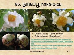 In the nineties, when celebrities like johnny depp, jude law chose the name of flowers for their baby girl, it became a trend. 99 à®šà®™ à®• à®‡à®²à®• à®• à®¯ à®®à®²à®° à®•à®³ Ideas Flower Names Flowers Botanist