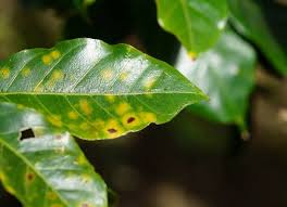 Houseplant leaves can also turn yellow if your plants are exposed to cold drafts inside your house. Houseplant Problems 11 Signs Of An Unhappy Indoor Plant Bob Vila