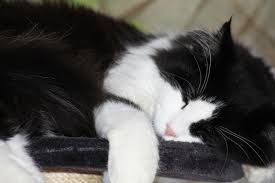 Domestic Longhair Cat Facts