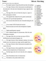 11 4 meiosis worksheet answers pdf amazon s3 save this book to read 11 4. Mitosis And Meiosis Worksheet Bundle By Biology Domain Tpt