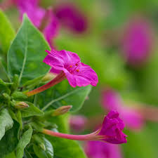 Check spelling or type a new query. Marvel Of Peru Four O Clock Flower Garden Seeds 1 Lb Annual Flower Gardening Seed Mirabilis Jalapa Walmart Com Walmart Com