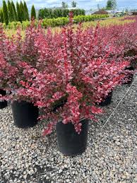 Image result for Berberis