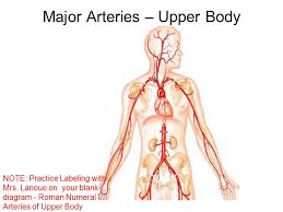 The common femoral artery is the largest artery found in the femoral region of the body. Chap 18 Blood Vessels Continued Learning Objectives Continued 1 Name And Give The Location Of The Major Arteries And Veins In The Systemic Circulation Ppt Download