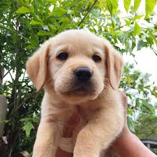 Golden Lab Pup Big Mac By Big Mac Bigmacthelabrador On Instagram Cute Lab Puppies Yellow Lab Puppies Lab Puppies
