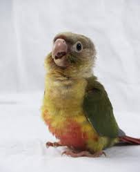 Grey Bird With Red Cheeks Pin By Shari On Our Fine Feathered Friends Conure Bird Conure Parrots Pineapple Conure