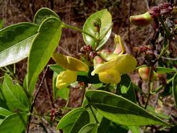 Image result for Sphenostylis