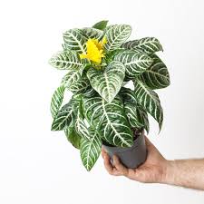 Image result for Blumea squarrosa