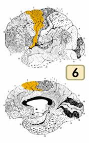 Parkinson S Disease Pd Lok Kwan Neuro Acupuncture