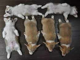 During the hours they are awake, they will be spirted and curious, and require you to spend some time with them burning off their energy. Corgi Puppies Sleeping In A Funny Arrangement