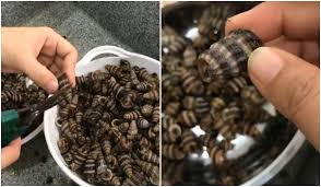 Maybe you would like to learn more about one of these? Resepi Siput Sedut Masak Lemak Cili Api Kaw Tips Potong Siput Supaya Tak Berlendir