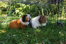 Maybe you would like to learn more about one of these? Two Guinea Pigs Under A Wire Fencng In Grass In A Garden Stock Photo Picture And Royalty Free Image Image 105656587