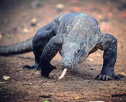 The Komodo Dragon Earth S Largest Lizard Which Can Be Seen Roaming Freely Only At The Komodo Islands In Flores Indone Komodo Island Komodo Dragon Large Lizards