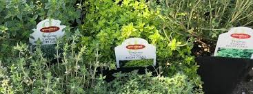 It will spread up to 18 inches, but is only around an inch tall. What Does Thyme Look Like A Useful Guide For Growing Thyme