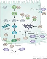 Image result for Shigella
