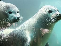 Mystic Aquarium Coupons Discounts 2018 Mystic Connecticut The Know And Go Usa Vacation Travel Coupo Zoo Coupons Alaska Sealife Center Los Angeles Zoo