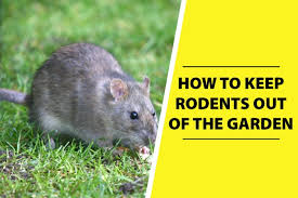 It's always a struggle to keep them from munching on the leaves of my pumpkin plants or squashing my. How To Keep Rodents Out Of Garden