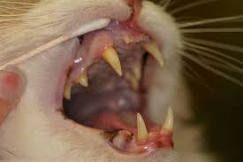 Let's understand what's inside a cat mouth. Animal Oral Exam Veterinary Dentist Wisconsin Minnesota