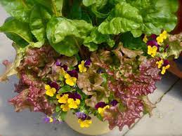 We have 7 florists with 165 reviews delivering in toronto. Remember To Grow Some Edible Flowers Toronto Gardens