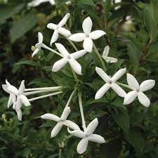 Bouvardia Flower Key Best Flower Wallpaper
