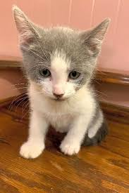 Get connected with fosterers who have. Looking To Adopt A Pet Here Are 7 Cuddly Kittens To Adopt Now In