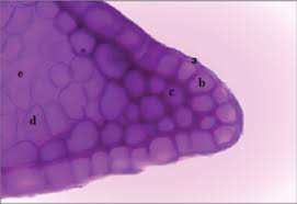 Image result for Hertia