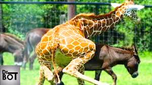 Ils tentent de nombreuses positions variées, connaissent le baiser profond, la fellation et les joies de la masturbation. 10 Accouplement Les Plus Bizarres Chez Les Animaux Youtube