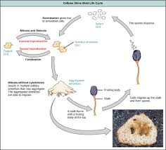 Classification Of Protists Biology Ii