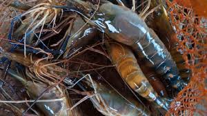 Kamus besar dari udang galah dalam bahasa indonesia. Mancing Udang Galah Di Sarangnya Dapat Besar Besar Mancing Mania Udang Galah Joran Jadi Melengkung Youtube