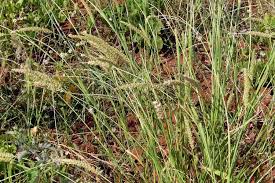 Image result for Cenchrus biflorus