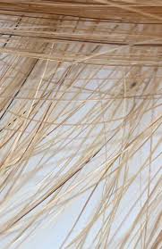 Can You Spot The Lice Bug In This Picture Louse Lice Bugs Lice Eggs