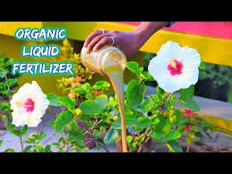 It is usually best to begin with a soil test to determine the natural fertility of your garden soil before applying fertilizer. Making Best Strong Liquid Fertilizer At Home Organic Fertilizer For Flowering And Fruiting Liquid Fertilizer Organic Fertilizer Organic Liquid Fertilizer