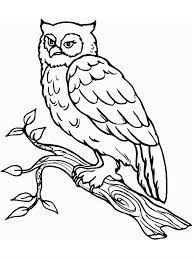 Risultati Immagini Per Disegni Gufi E Civette Da Colorare Sagome Di Gufi Disegni Di Uccelli Disegni Da Colorare