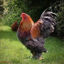 Ayam Brahma Ayam Jantan Ternak Ayam Burung Cantik