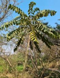 Image result for Polyscias fulva