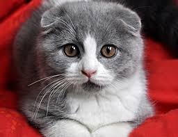 Anasayfa » uygulamalar » kişiselleştirme » 金色蘇格蘭折耳貓桌布. è‹æ ¼å…°æŠ˜è€³çŒ« çŸ¥ä¹Ž