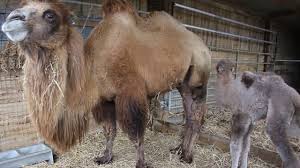 A tour company put her on a pregnant camel that broke free what was supposed to happen didn't happen, her lawyer said, and i don't think you can say, 'it's at your own risk, too bad.' Baby Camel