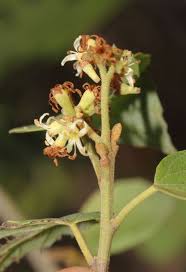 Image result for Cordia monoica