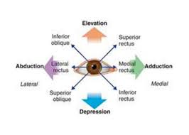 the six cardinal fields of gaze perrla eyes