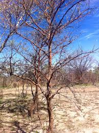 Image result for Vangueriopsis lanciflora