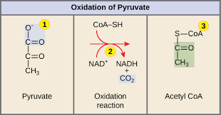 In the presence of pep carboxylase (also found in c4 plants) carbon dioxide is fixed to form oxaloacetate which is then. Cellular Respiration Biology For Majors I