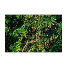 Image result for Antidesma venosum