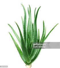 Image result for Asphodelaceae