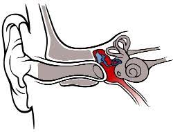 Ear bone, also called auditory ossicle, any of the three tiny bones in the middle ear of all mammals. Ozeanien Hear It Org