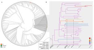 Sounds can only be searched in names that have been assigned pronunciations * is a wildcard that will match zero or more letters in the pronunciation example: Spike E484k Mutation In The First Sars Cov 2 Reinfection Case Confirmed In Brazil 2020 Ncov 2019 Genomic Epidemiology Virological