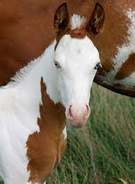 Welcome to the official website for the illinois paint horse association (ipha). Paint Horse Pferd Warmblut Erziehung Und Eigenschaften