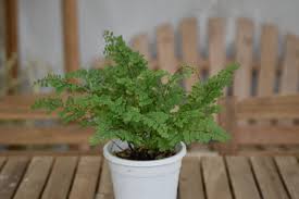 アジアンタムの植え替えなどの育て方と増やし方 株分け Lovegreen ラブグリーン