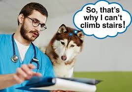 Why puppy proof your home? 8 Dog Proof Tricks To Stop Your Dog Falling Down The Stairs