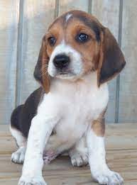 Montana is one of the three states that share yellowstone national park. Beagle Puppies For Sale Bozeman Mt 208521 Petzlover